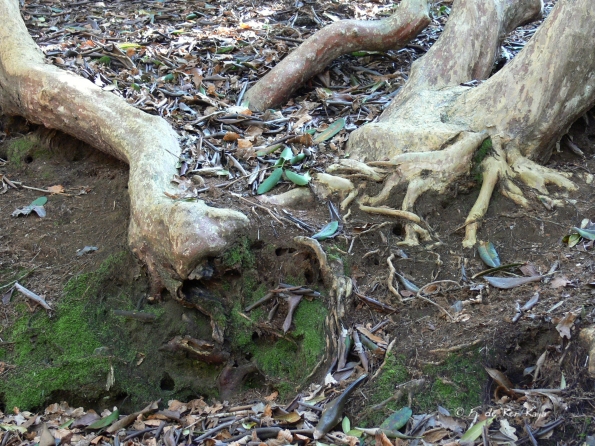 Bois des Moutiers (127) mars 2012